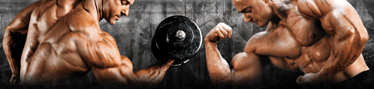free muscle building program